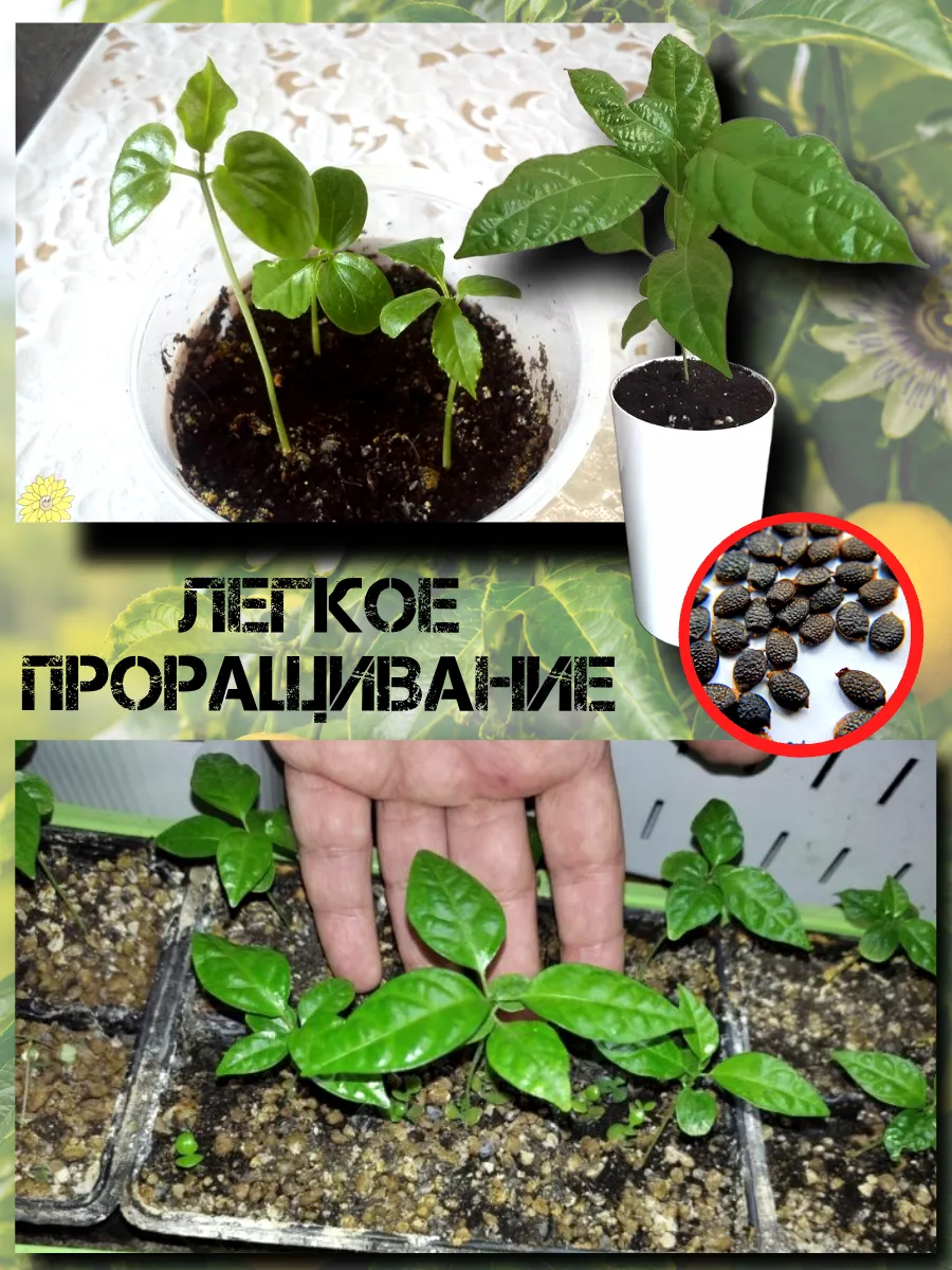  Семена Маракуйя Тайская (Аромантнейшая) 5 шт.