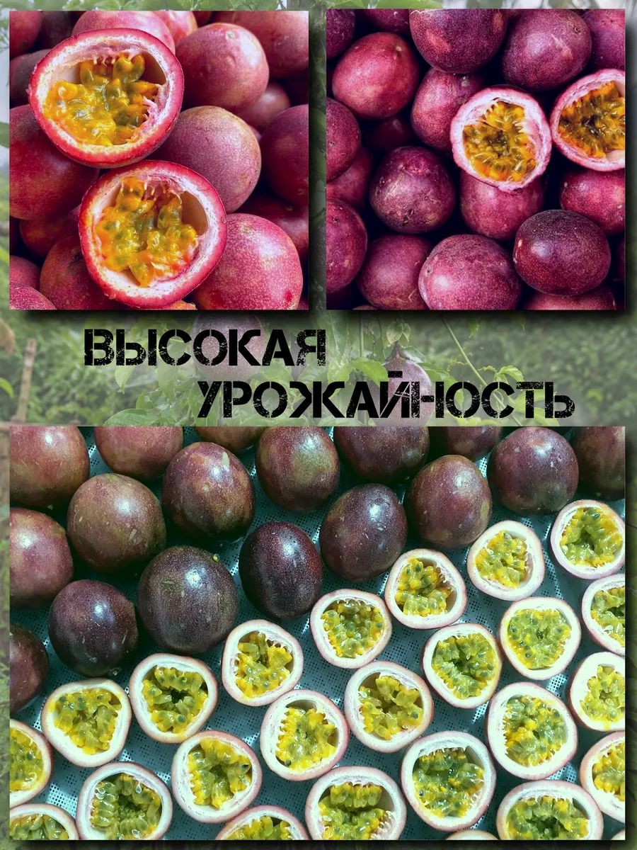  Семена Маракуйя Тайская (Аромантнейшая) 5 шт.