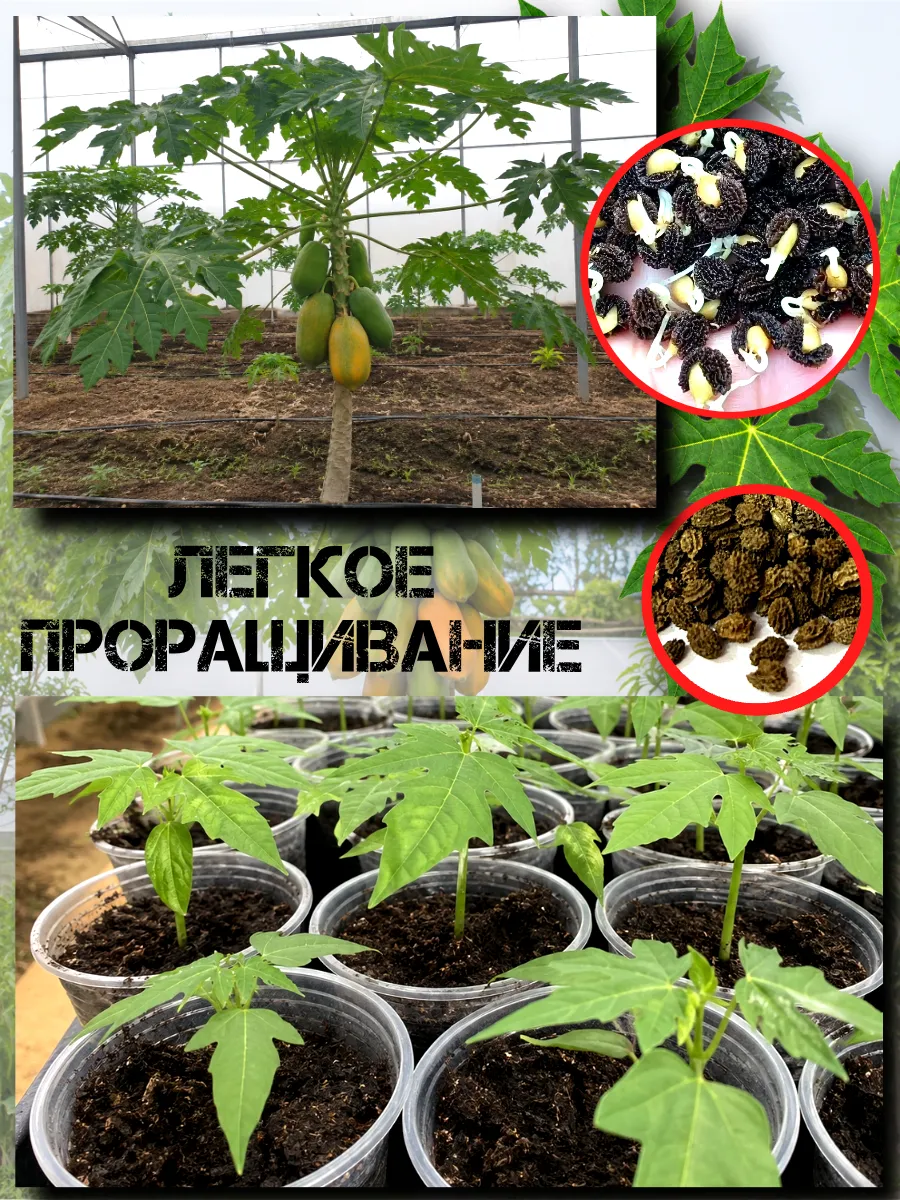  Семена Папайя Тайская 'Gold' 5 шт.