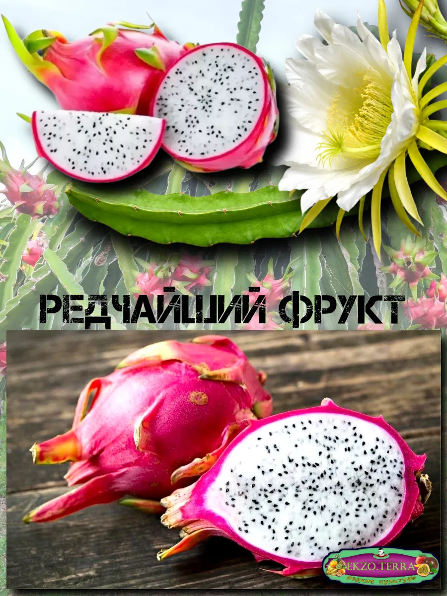  Семена Питахайя с Белой мякотью 10 шт.