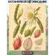  Семена Питахайя с Белой мякотью 10 шт.