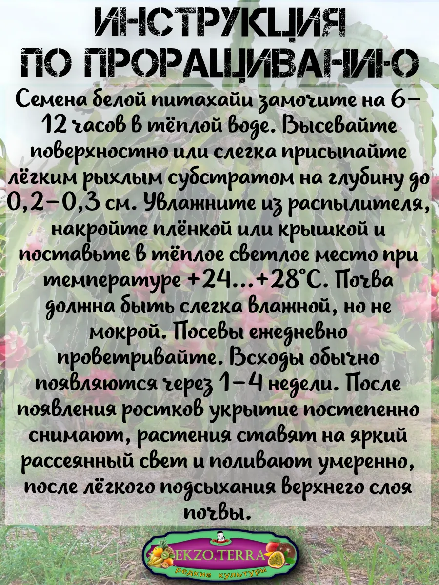  Семена Питахайя с Белой мякотью 10 шт.