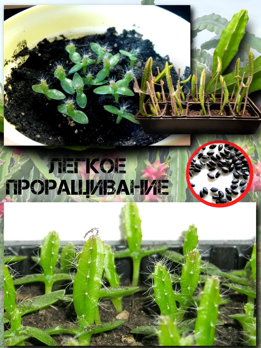  Семена Питахайя с Белой мякотью 10 шт.