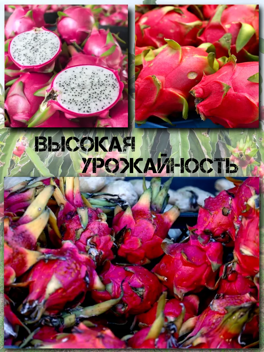  Семена Питахайя с Белой мякотью 10 шт.