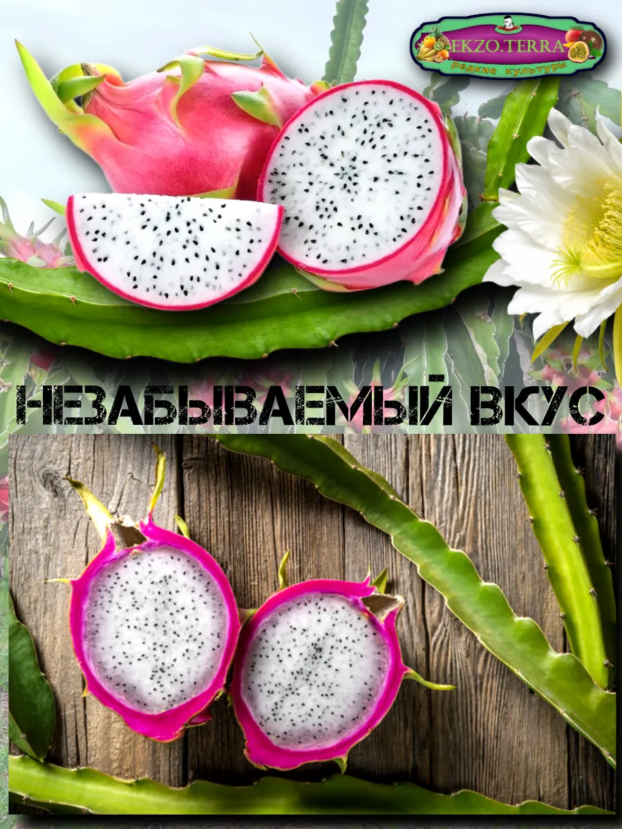  Семена Питахайя с Белой мякотью 10 шт.