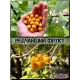 Семена Тамарилло Мини 5 шт.