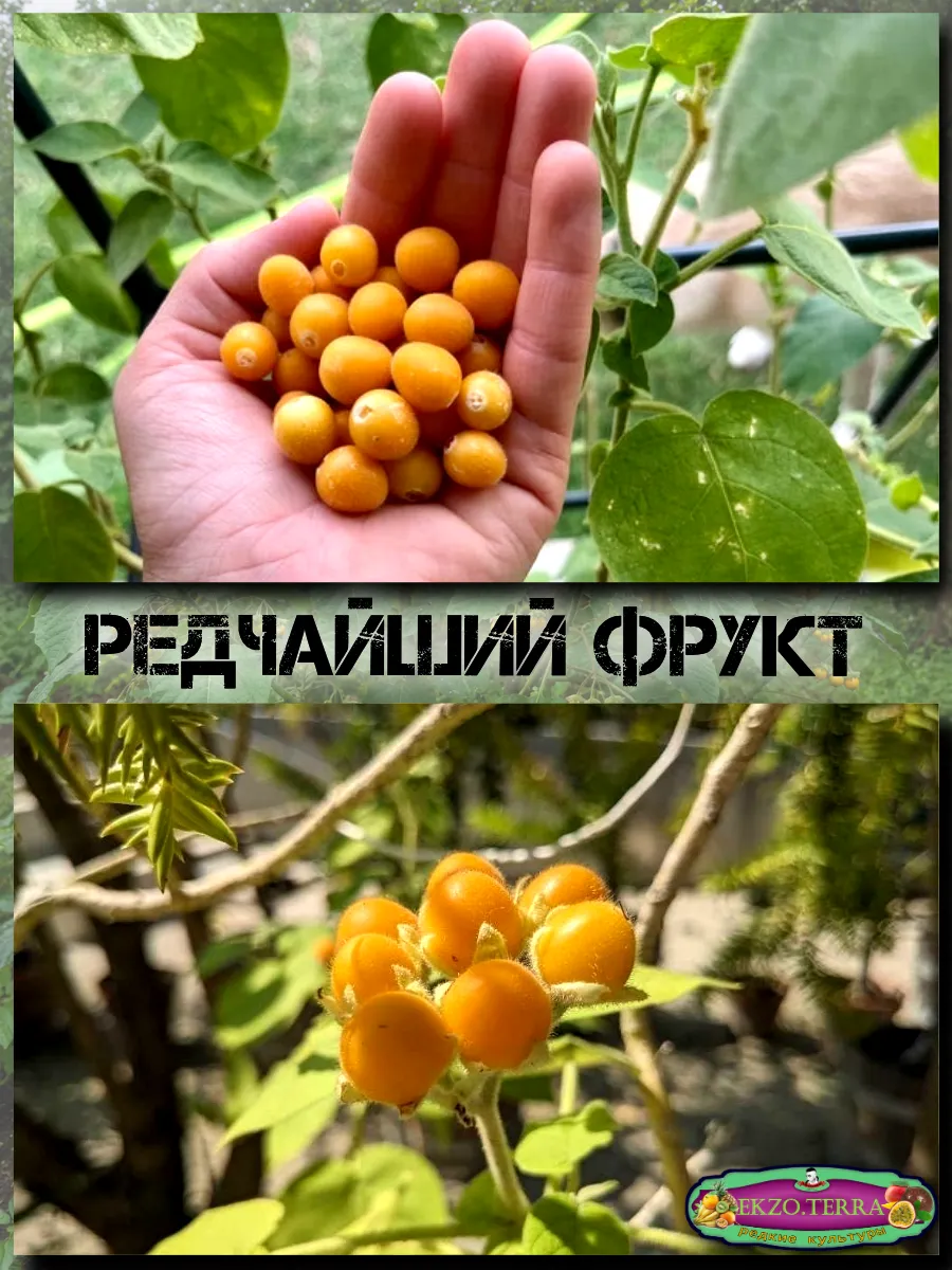  Семена Тамарилло Мини 5 шт.
