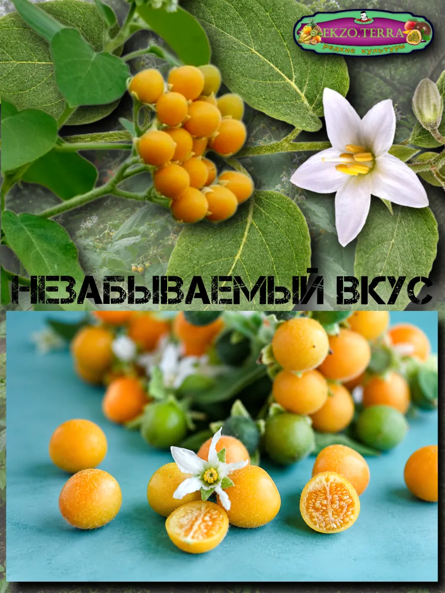  Семена Тамарилло Мини 5 шт.