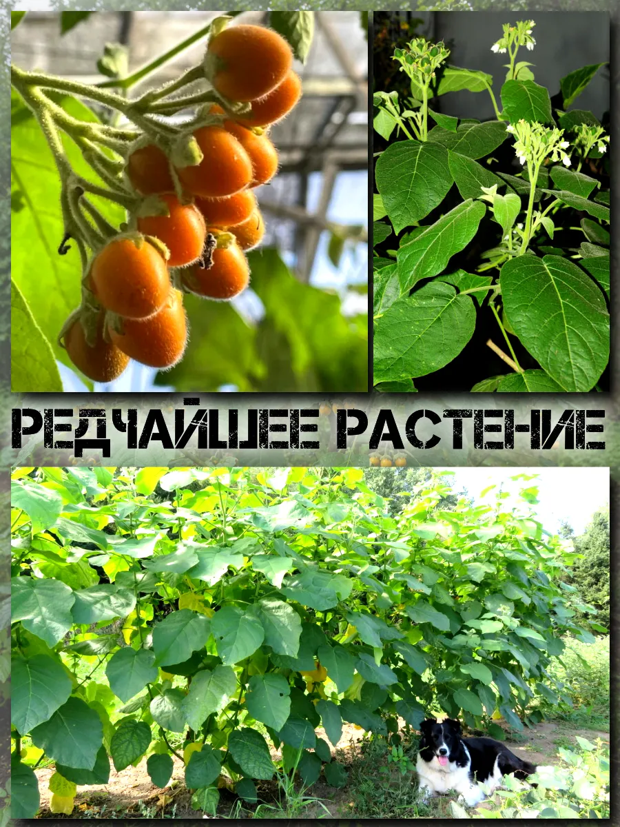  Семена Тамарилло Мини 5 шт.