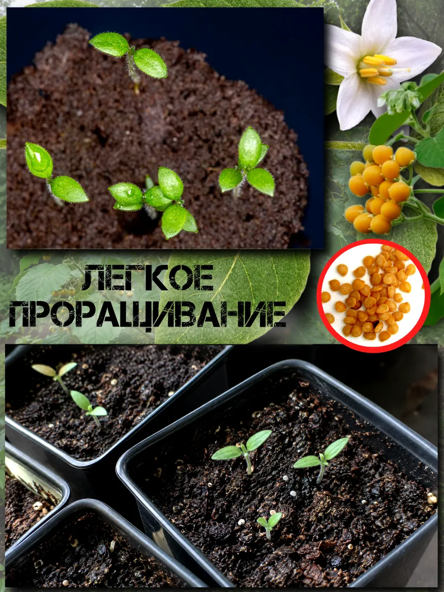  Семена Тамарилло Мини 5 шт.