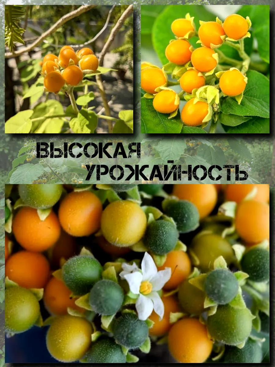  Семена Тамарилло Мини 5 шт.