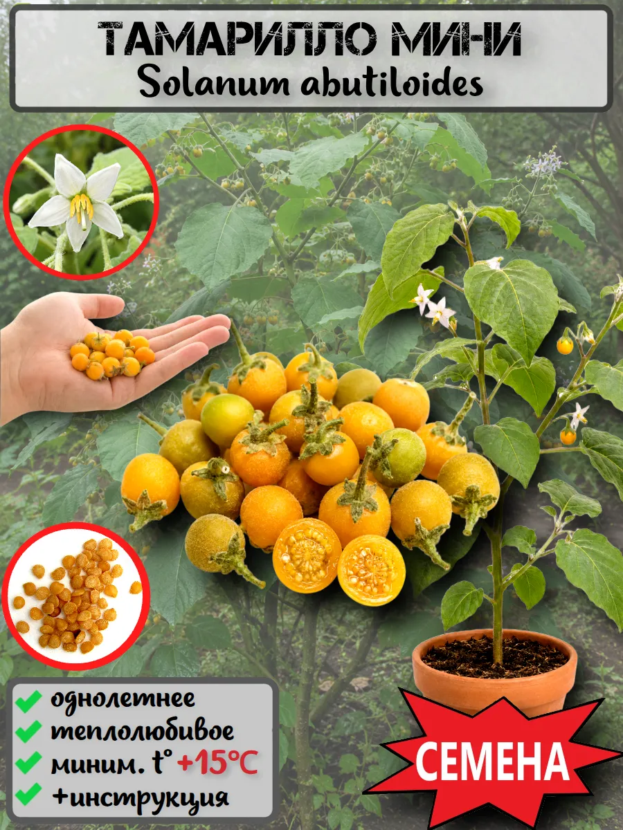  Семена Тамарилло Мини 5 шт.