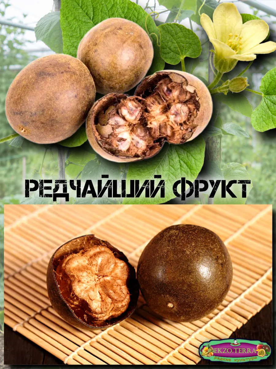  Семена Архат (Фрукт Будды) 3 шт.