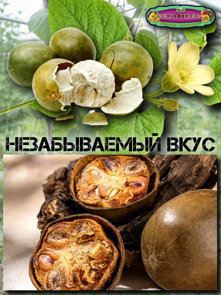  Семена Архат (Фрукт Будды) 3 шт.