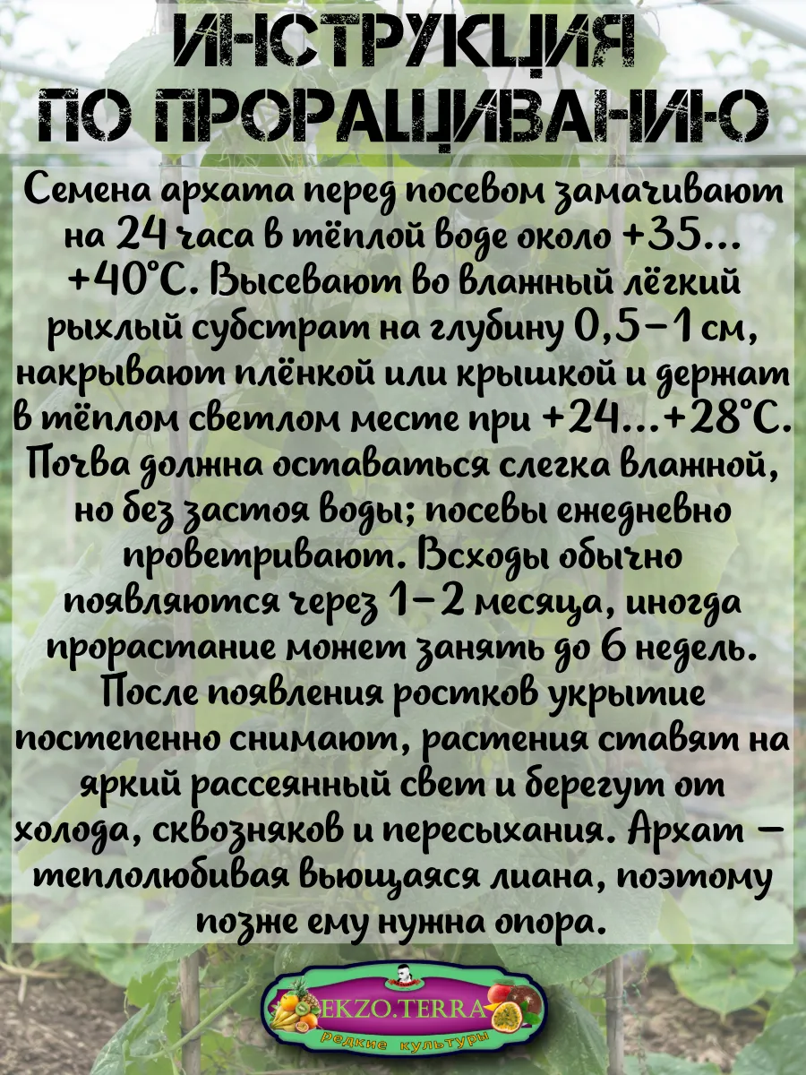  Семена Архат (Фрукт Будды) 3 шт.