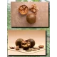  Семена Архат (Фрукт Будды) 3 шт.