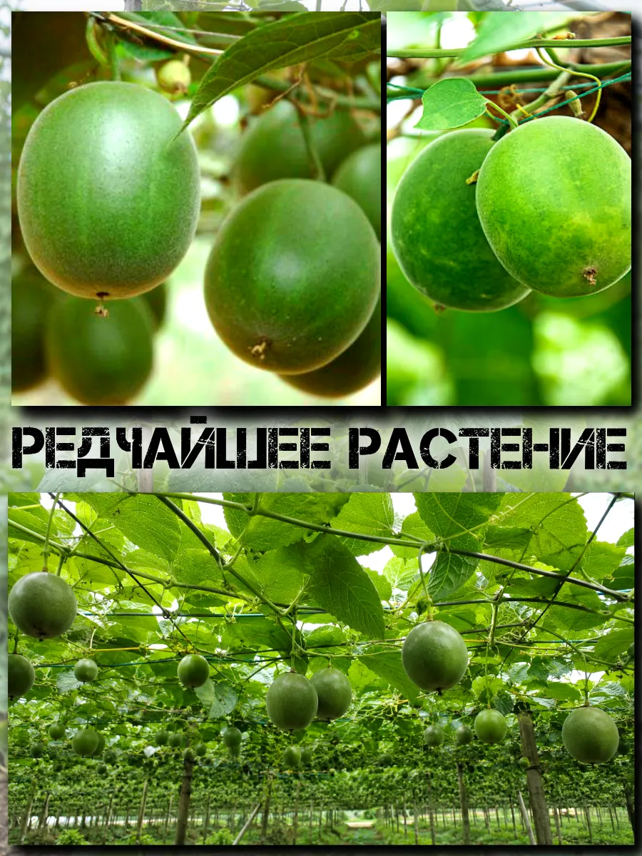  Семена Архат (Фрукт Будды) 3 шт.