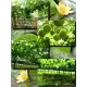  Семена Архат (Фрукт Будды) 3 шт.