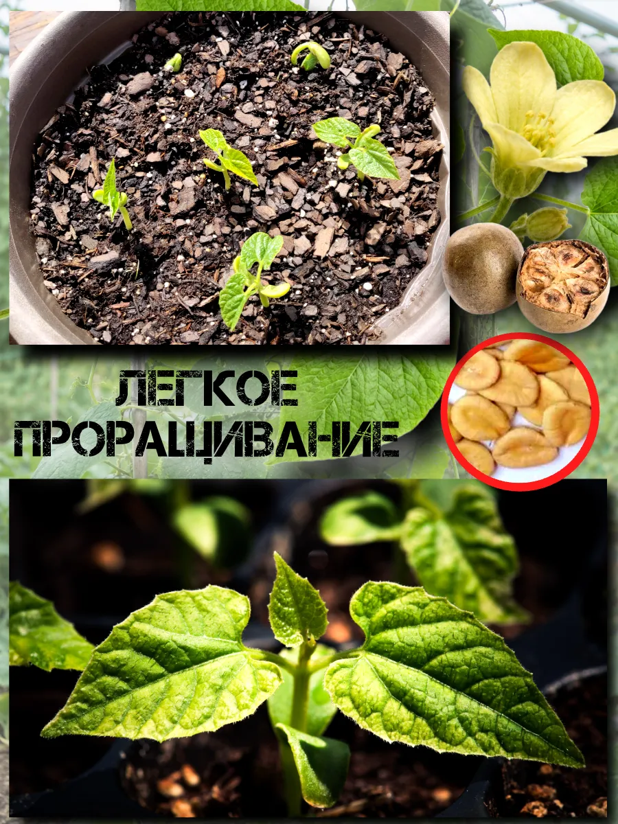  Семена Архат (Фрукт Будды) 3 шт.