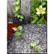  Семена Архат (Фрукт Будды) 3 шт.