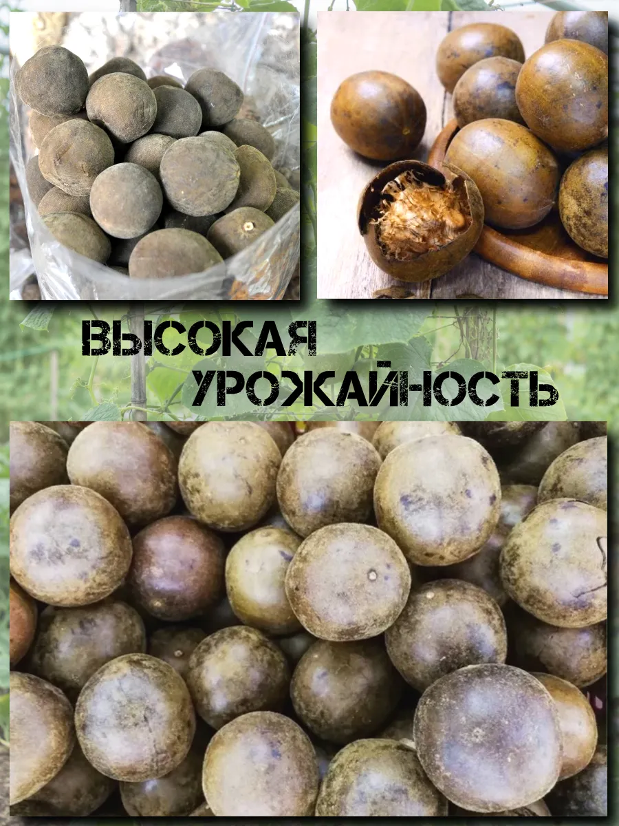  Семена Архат (Фрукт Будды) 3 шт.