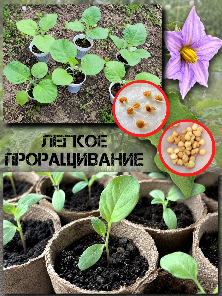  Семена Баклажан 'Kermit' (Тайский) 5 шт.