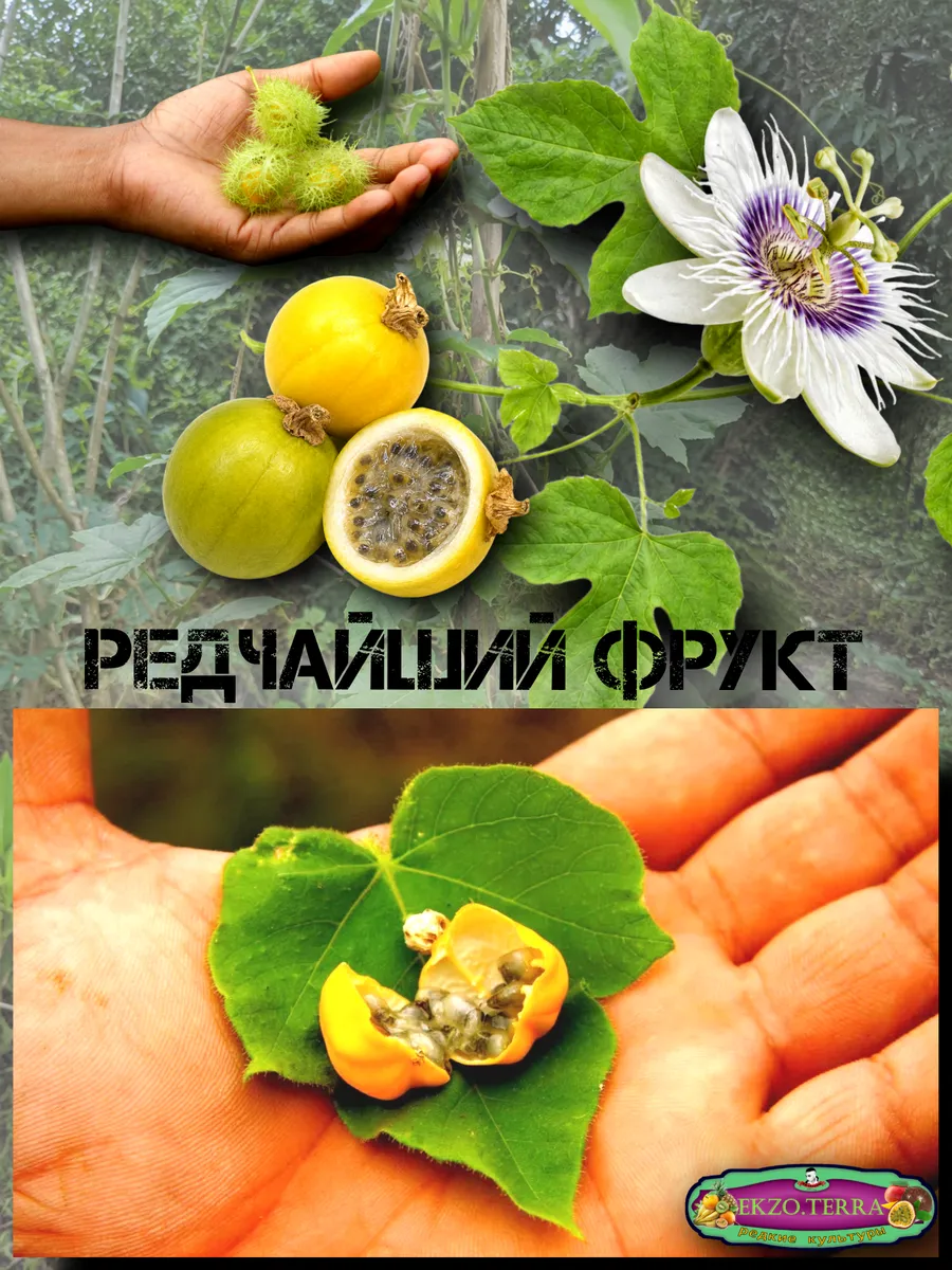  Семена Пассифлора Фоэтида, Маракуйя-мини 5 шт.