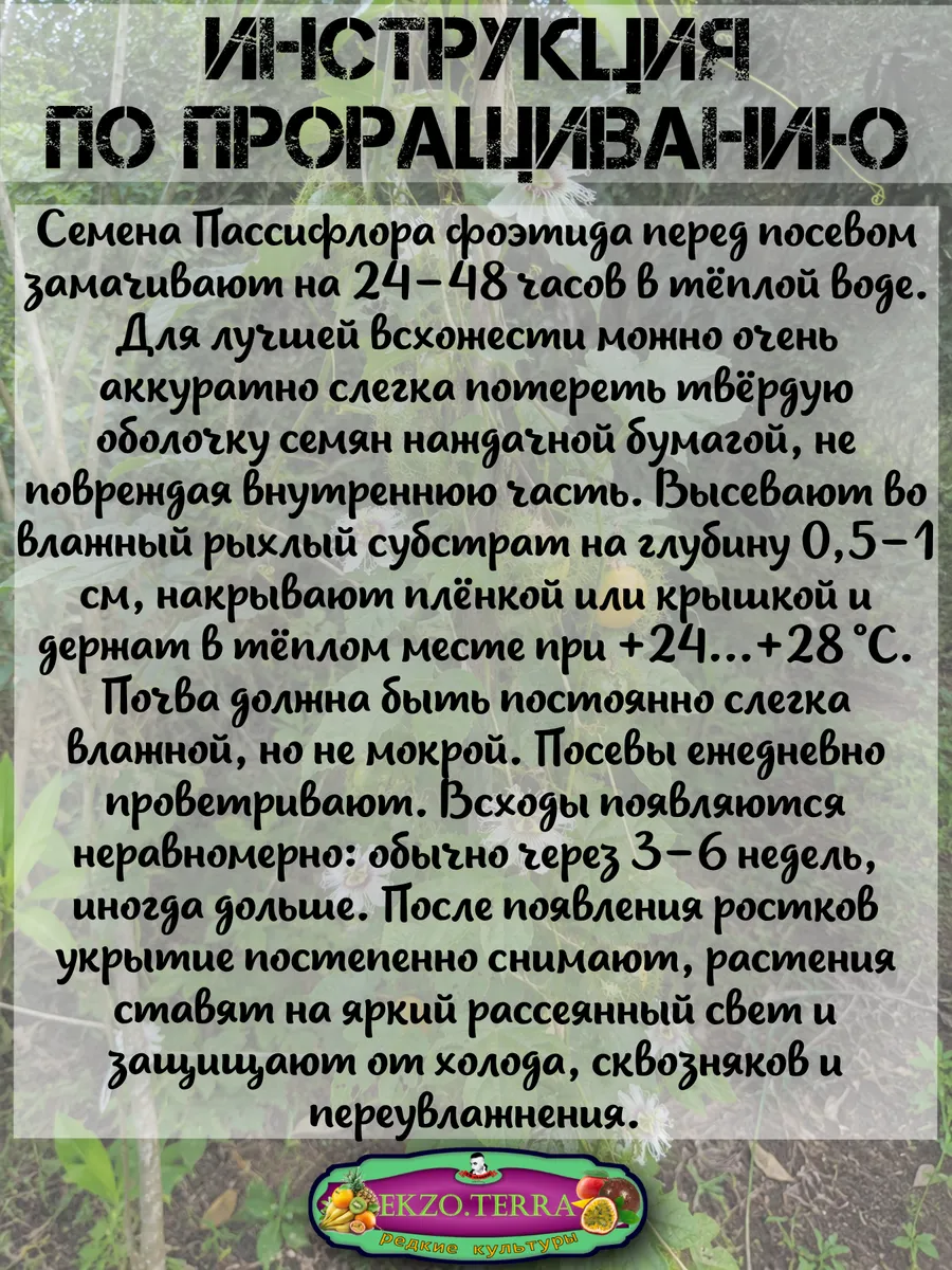  Семена Пассифлора Фоэтида, Маракуйя-мини 5 шт.