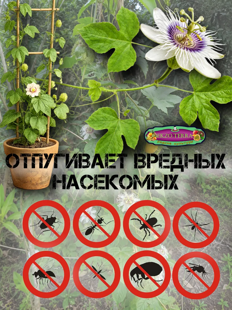  Семена Пассифлора Фоэтида, Маракуйя-мини 5 шт.