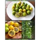  Семена Пассифлора Фоэтида, Маракуйя-мини 5 шт.