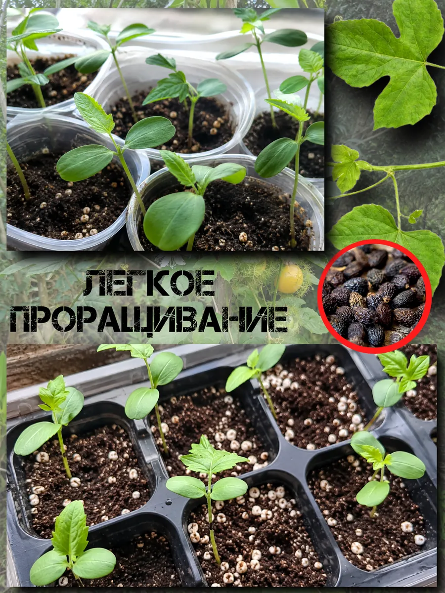  Семена Пассифлора Фоэтида, Маракуйя-мини 5 шт.