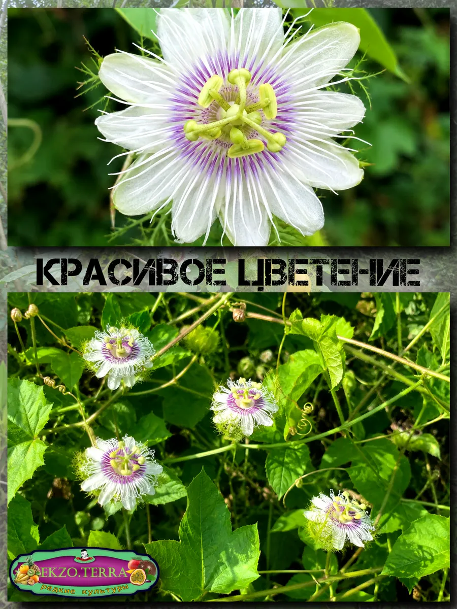  Семена Пассифлора Фоэтида, Маракуйя-мини 5 шт.