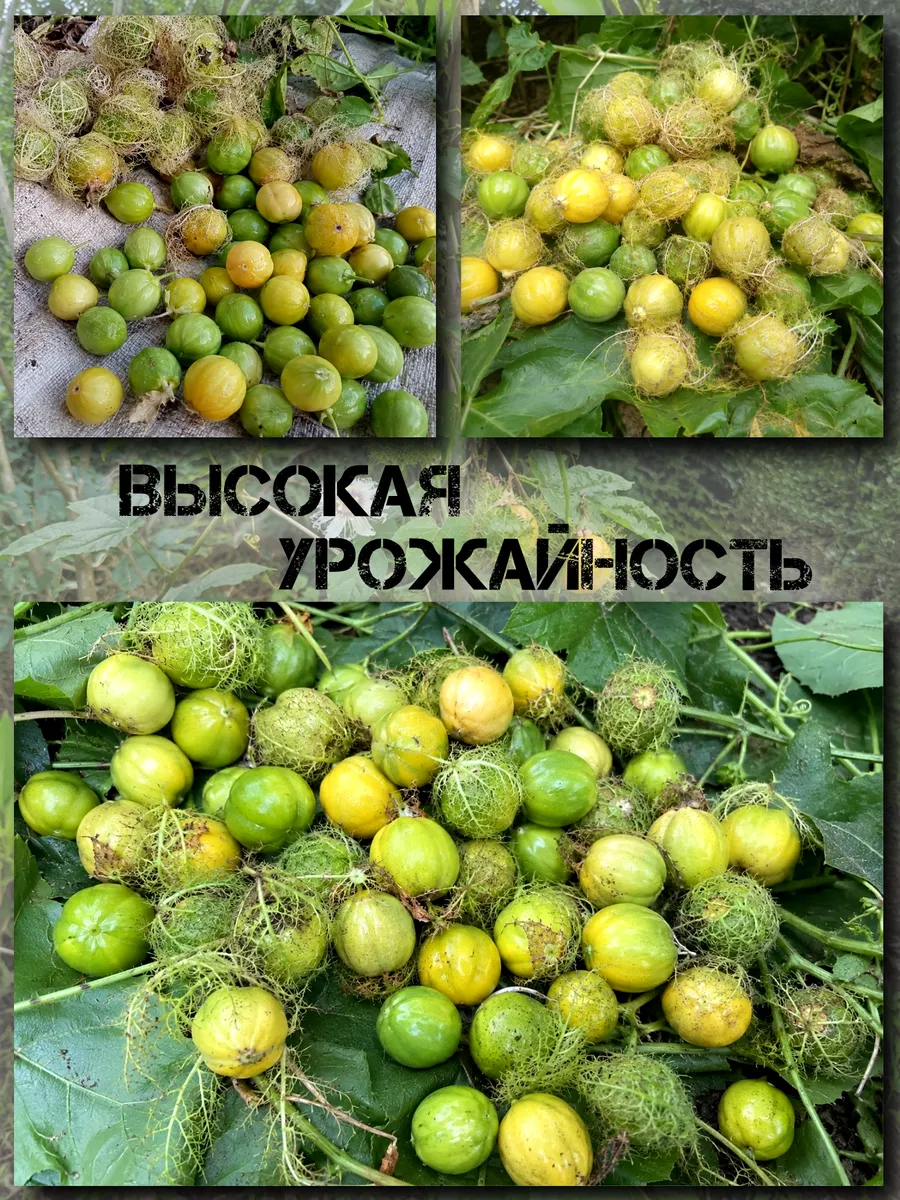  Семена Пассифлора Фоэтида, Маракуйя-мини 5 шт.
