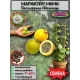  Семена Пассифлора Фоэтида, Маракуйя-мини 5 шт.