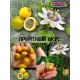  Семена Пассифлора Фоэтида, Маракуйя-мини 5 шт.