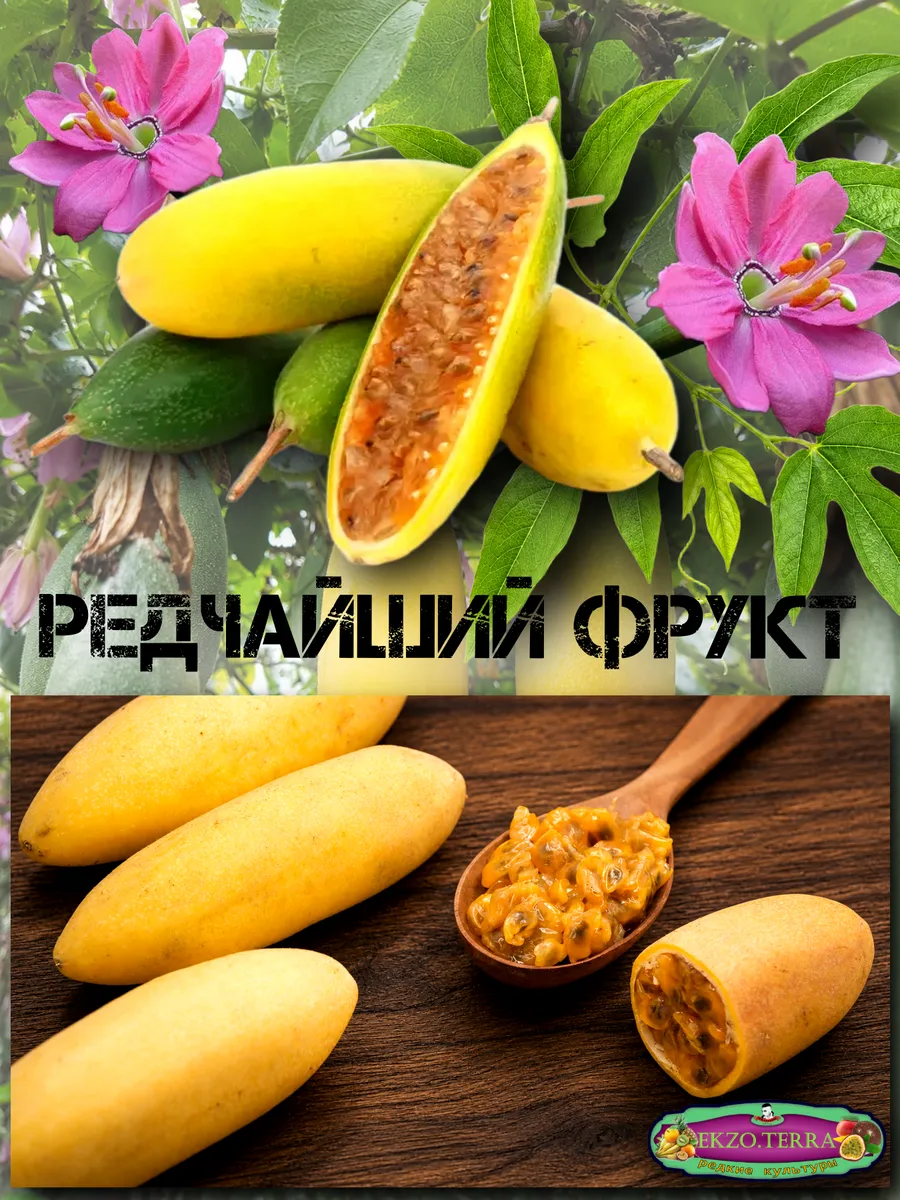  Семена Куруба (Банановая Маракуйя) 5 шт.