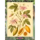  Семена Куруба (Банановая Маракуйя) 5 шт.