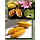  Семена Куруба (Банановая Маракуйя) 5 шт.