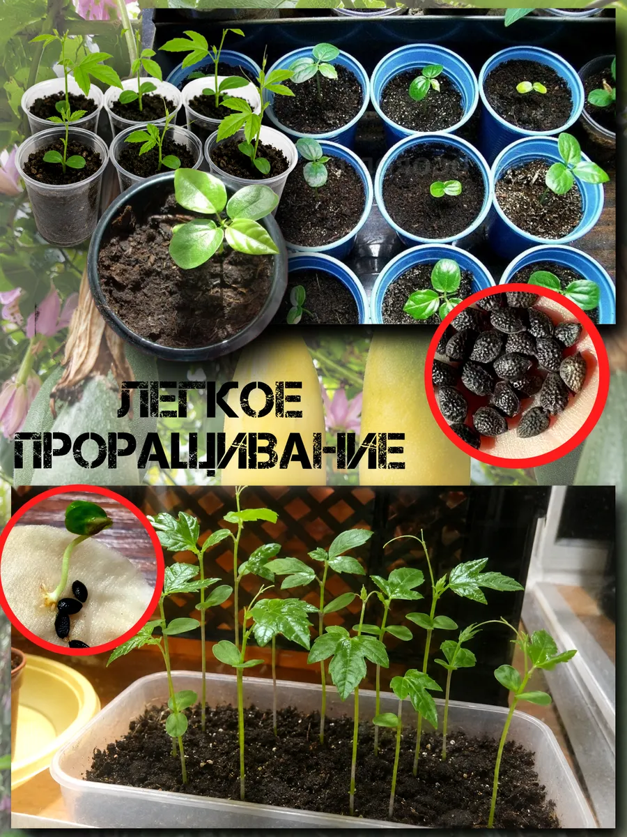  Семена Куруба (Банановая Маракуйя) 5 шт.