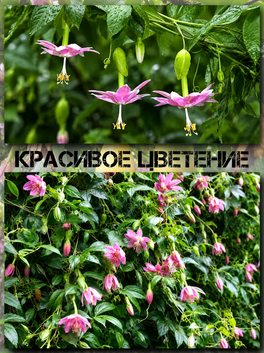  Семена Куруба (Банановая Маракуйя) 5 шт.