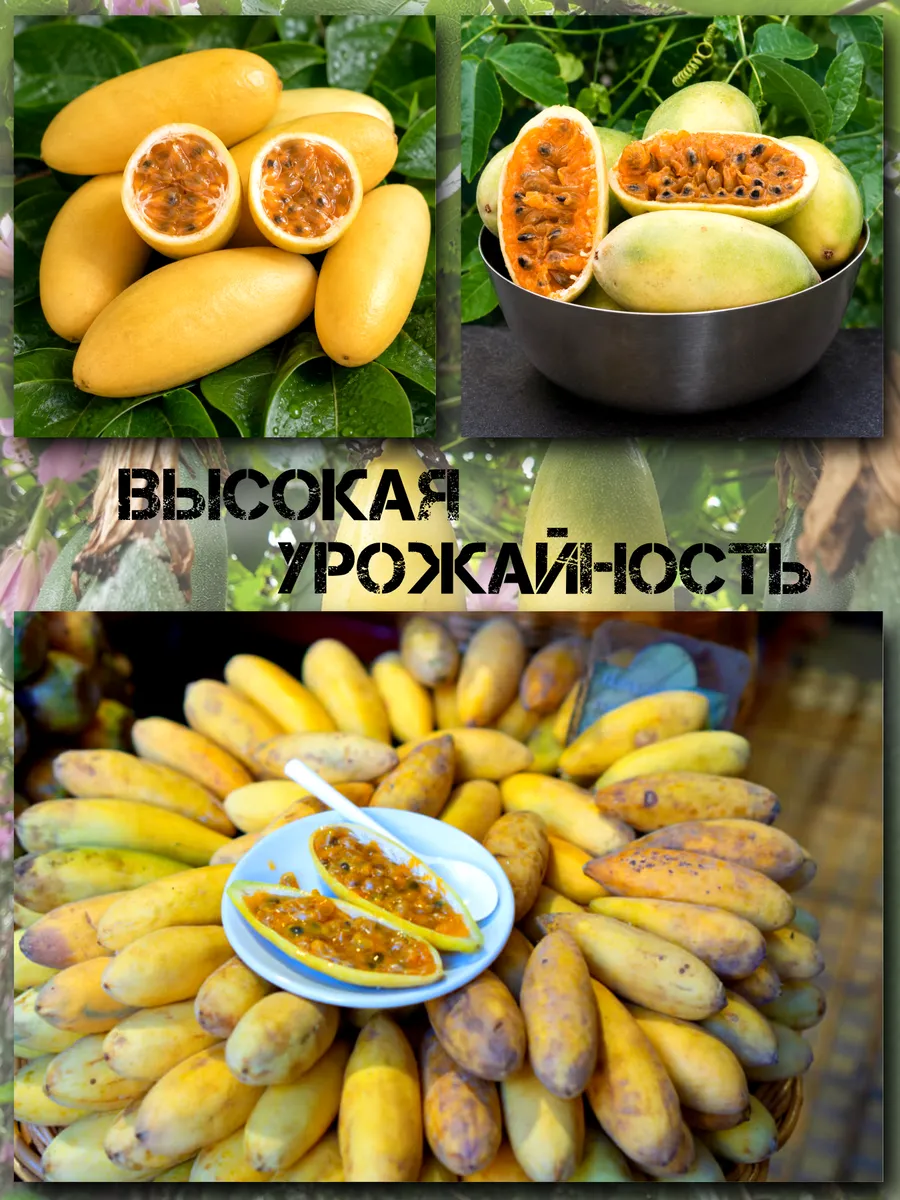  Семена Куруба (Банановая Маракуйя) 5 шт.