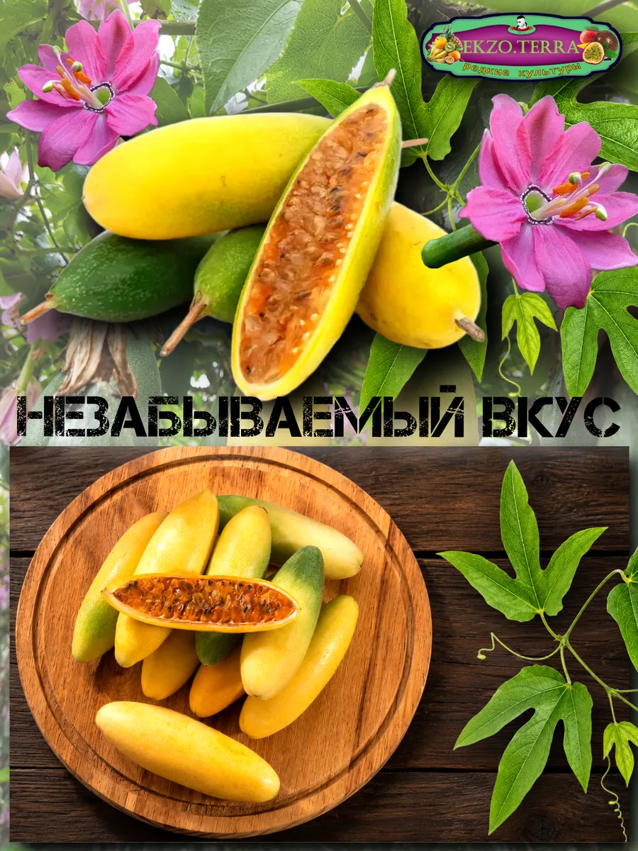  Семена Куруба (Банановая Маракуйя) 5 шт.