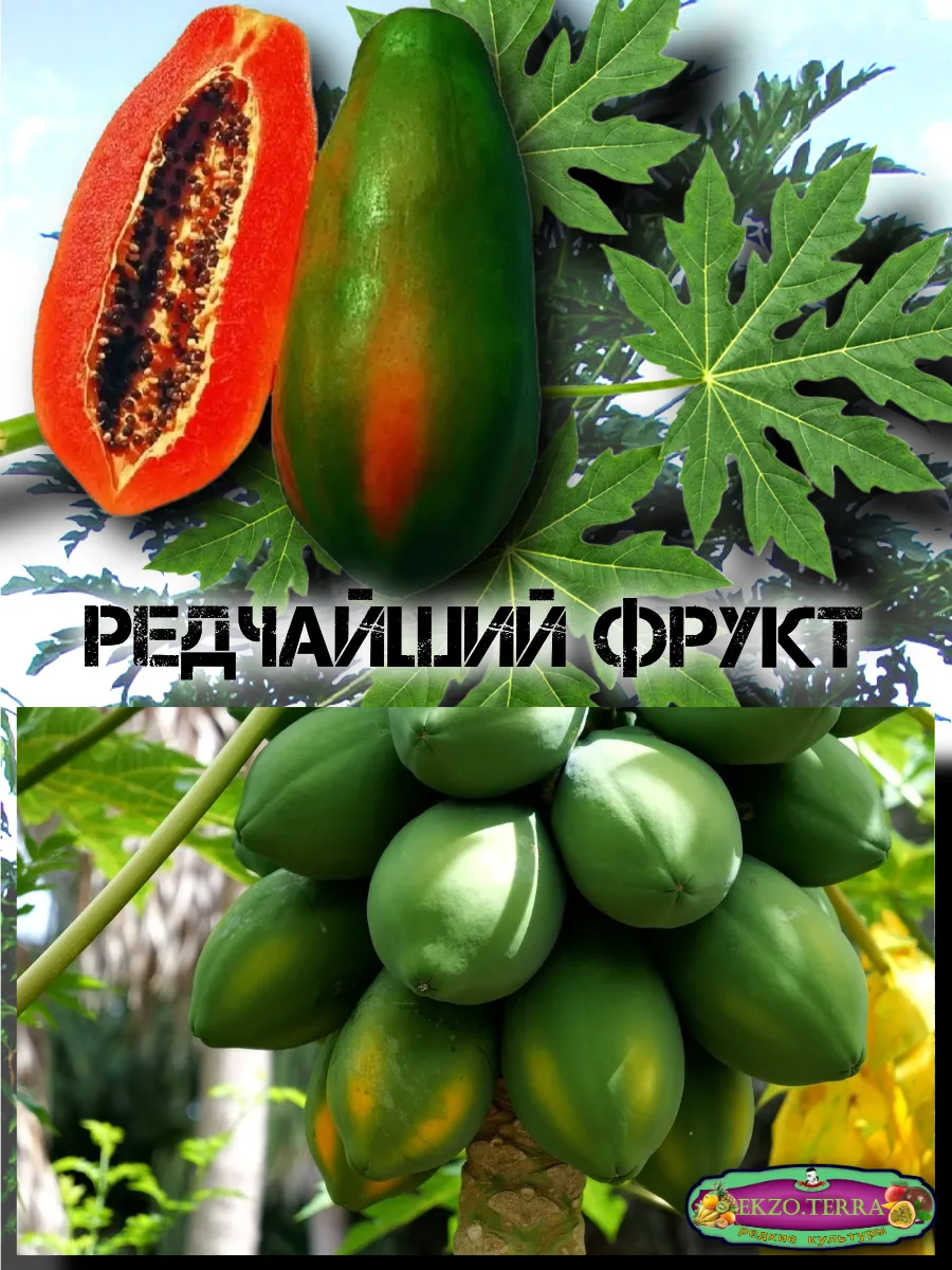  Семена Папайя Red Lady 5 шт.
