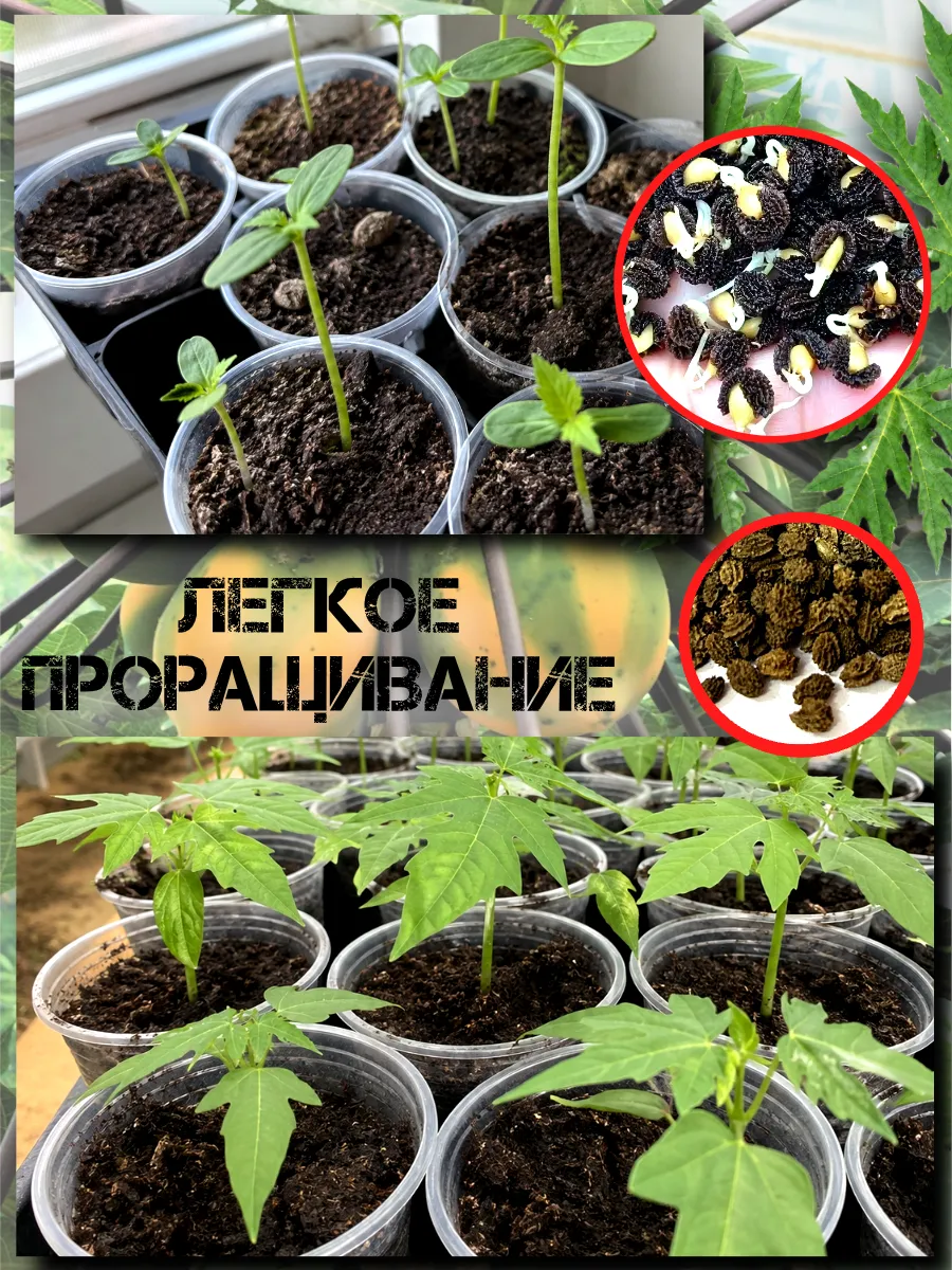  Семена Папайя Red Lady 5 шт.