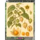  Семена Физалис ягодный (Ананасовый) 10 шт.