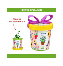  Подарочный набор для выращивания растений 'Ипомея красавица' 