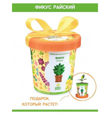  Подарочный набор для выращивания растений 'Фикус райский' 