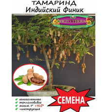  Семена 'Тамаринд' (Индийский финик) 1 шт.